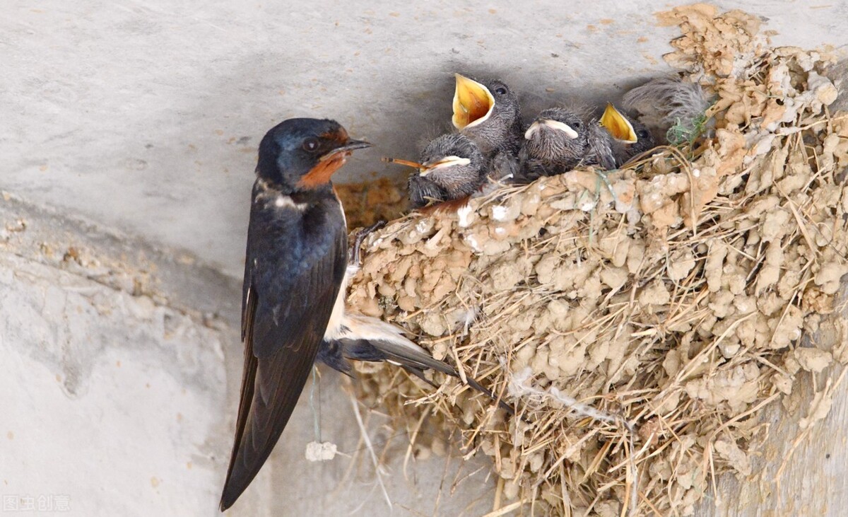 Why do swallows build their nests under the eaves of the countryside