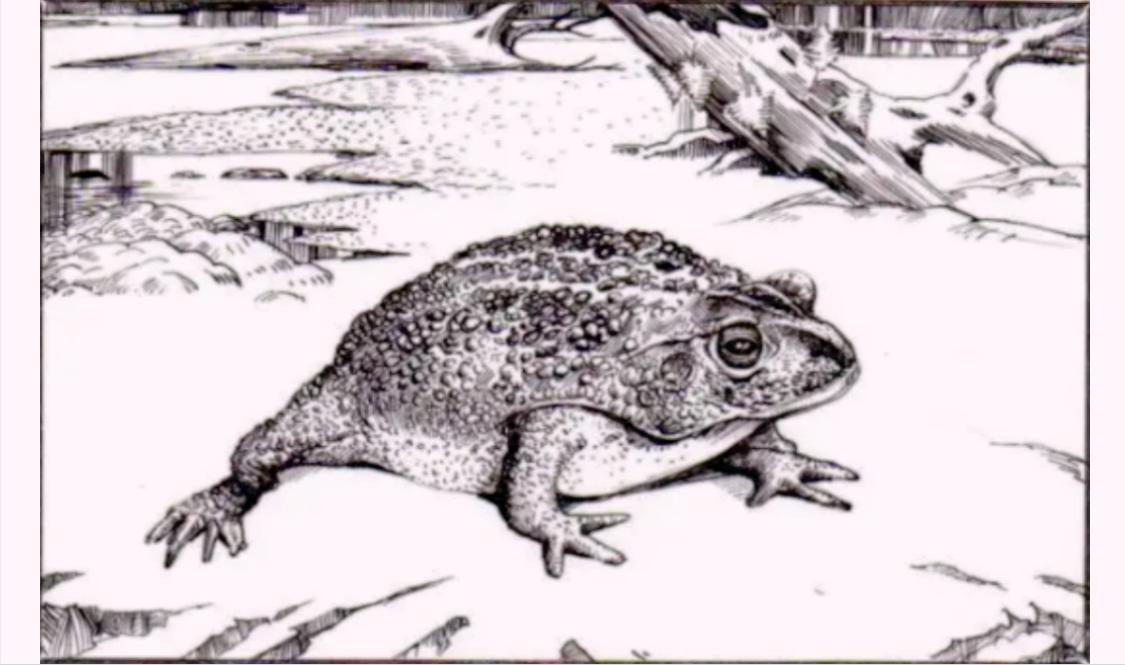 Folklore Toad finally eats swan meat iNEWS