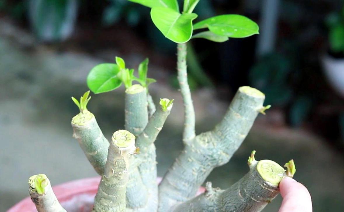 Why does desert rose drop leaves and how to solve it? iMedia