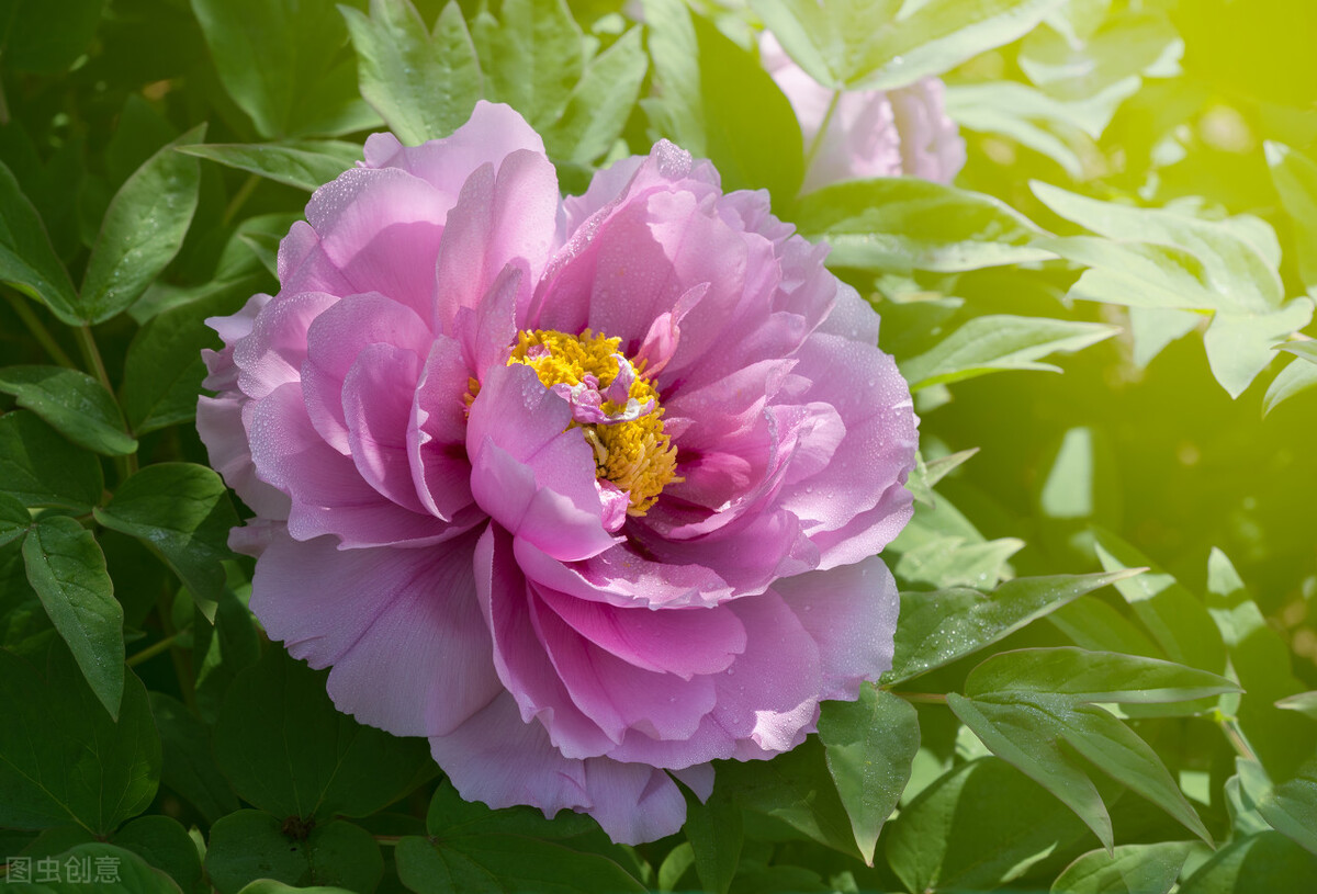 四月花神 牡丹 一 天子最不舍牡丹 资讯咖