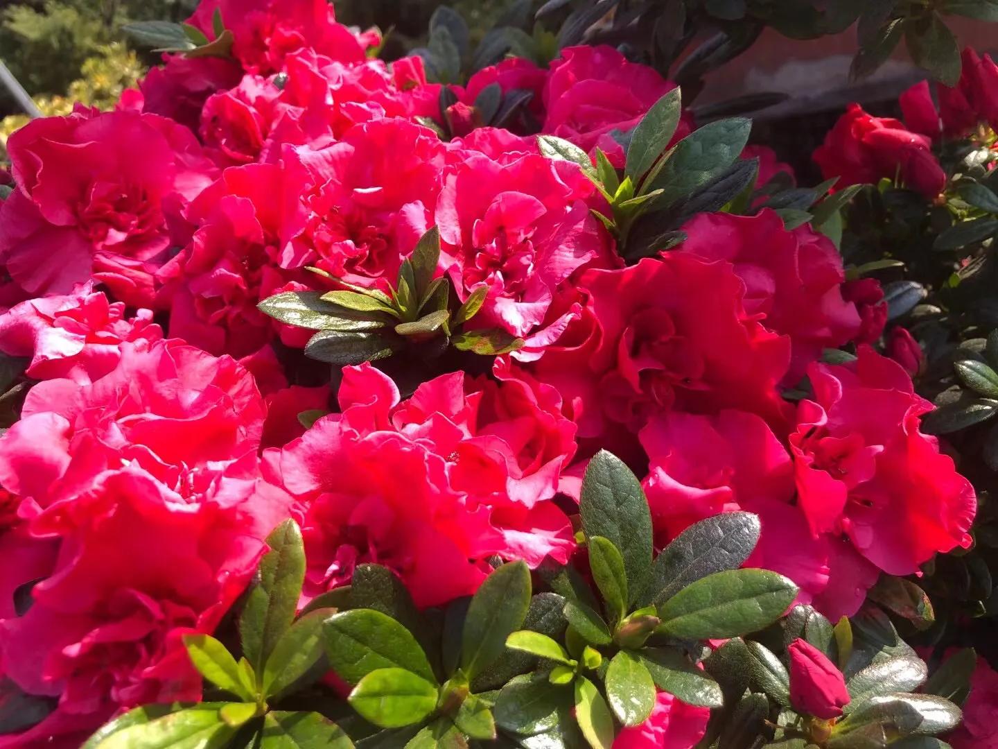 花之韵 32 10首 资讯咖