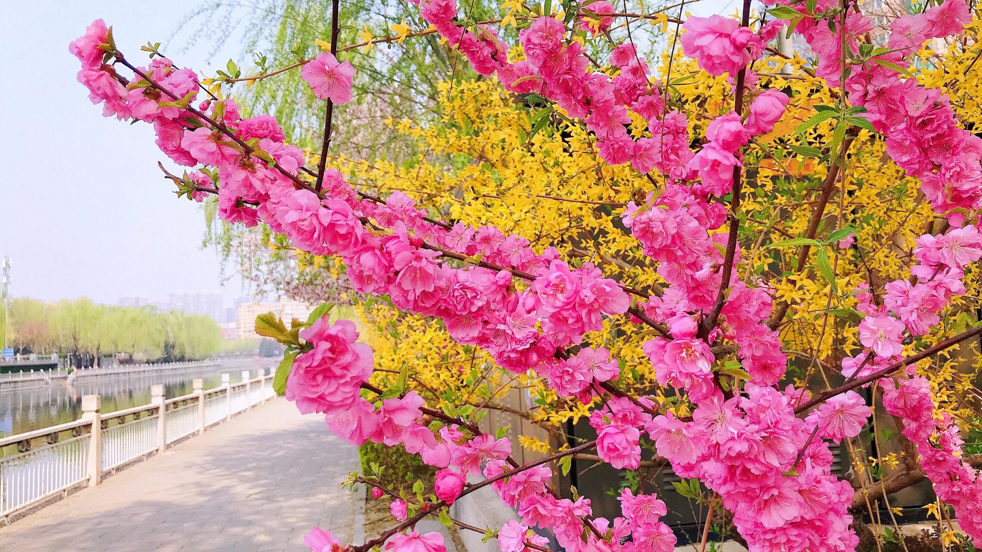 多闻草木花香味 常守自在清净心 浅笑从容对春风 资讯咖