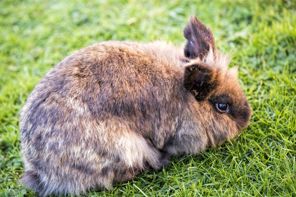 Can rabbits eat Banlangen when they have a cold? - iNEWS