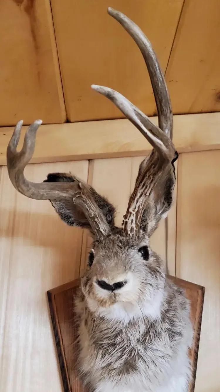 Legend has it that the antler-winged rabbit in the Nordic forest is ...