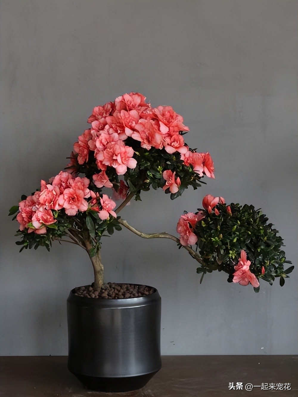If you want Rhododendrons to bloom smoothly, keep these two points in