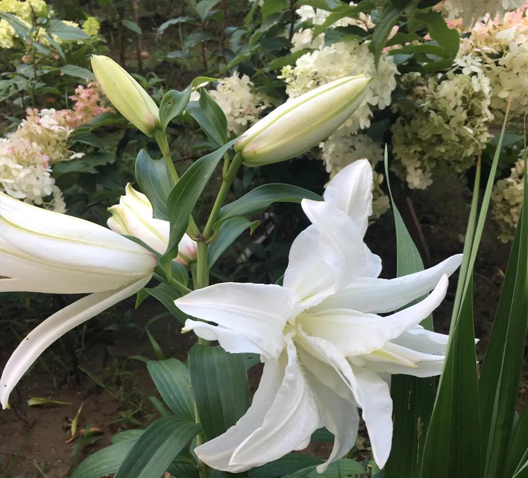 How Many Varieties Of Lilies Are There INEWS how-many-varieties-of-lilies-are-there-inews