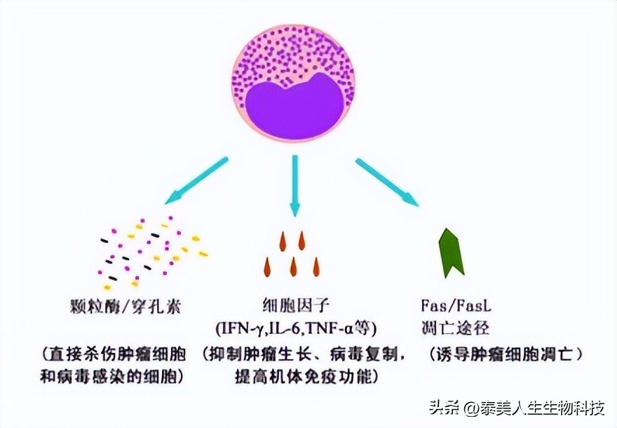 How much do you know about CIK cells? - iNEWS
