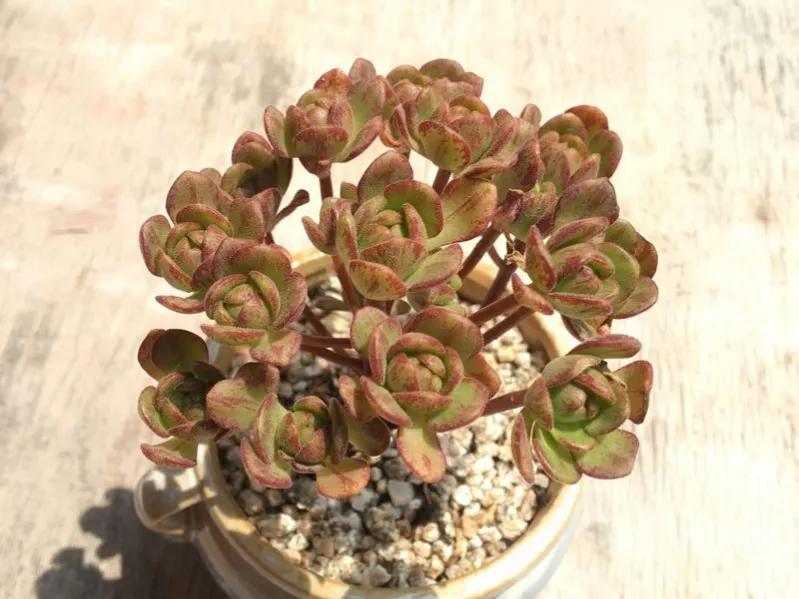 Dormant Mini Roses Succulent football rose, known as the mini rose in the mage!Dormancy ...