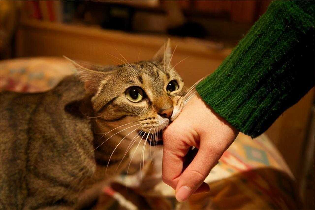 What to do if the cat likes to bite?try these methods iNEWS