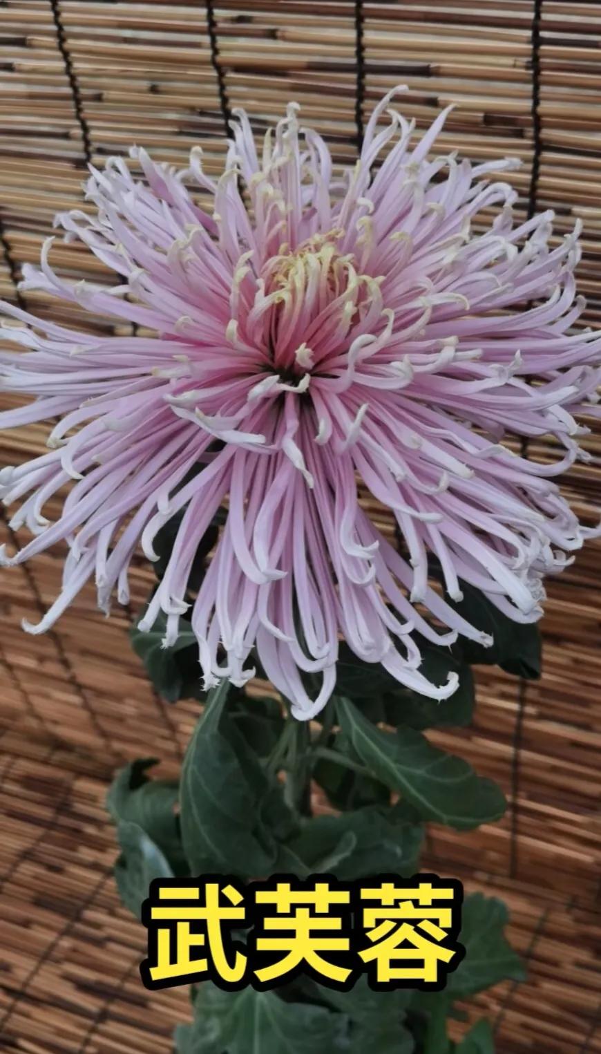 How to prolong the blooming period of chrysanthemum?Timing is important