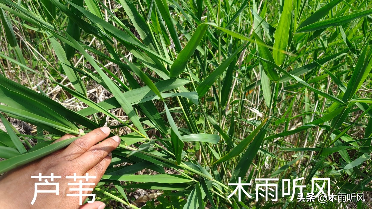 How to kill reed weeds in the field? Which herbicide is best for