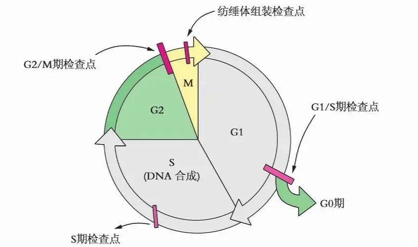 Assays to explore the cell cycle of cell proliferation - iNEWS