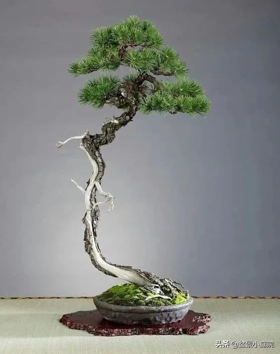 How come the literati tree bonsai? iNEWS