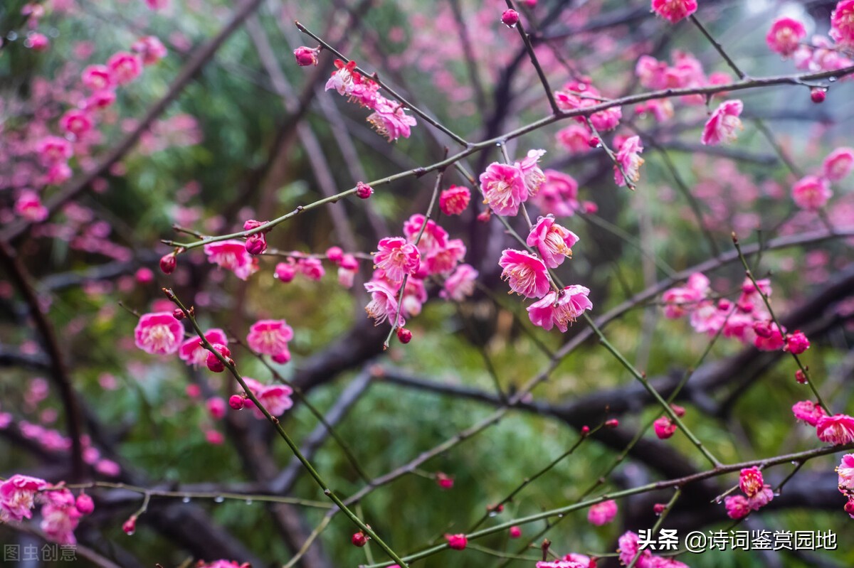 李清照4首写早春景色的词 情景交融 堪称一绝 值得一读 资讯咖