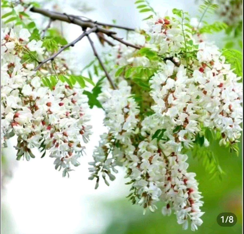 [Writer's appointment] Liu Linhai's prose 