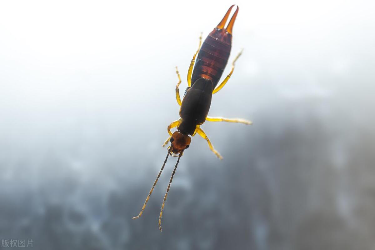 Why are there suddenly so many earwigs in the house? Causes of Earwigs