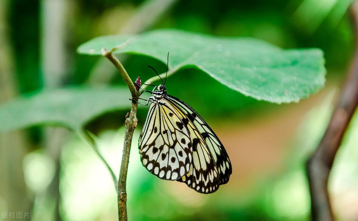Why do butterflies make no sound when they fly? Explore the butterfly's