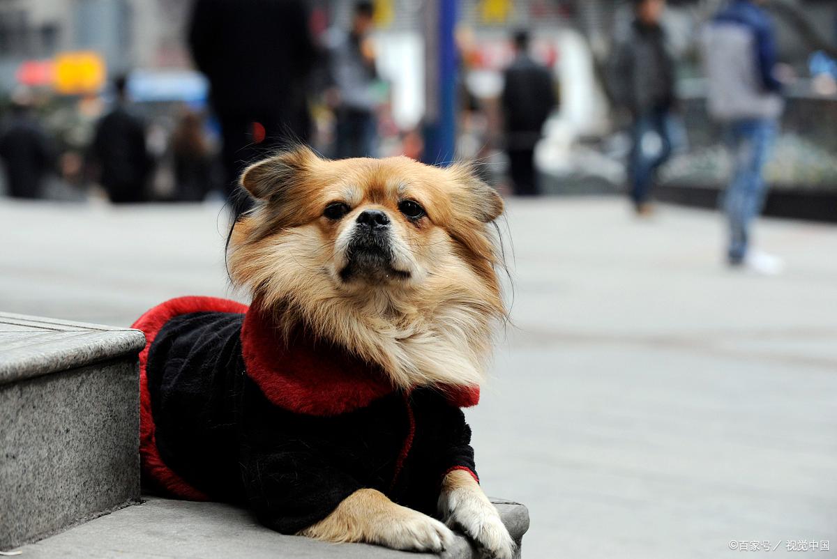 "Hachiko" Film Review A successful localized remake, an irresistible tearjerker! iMedia