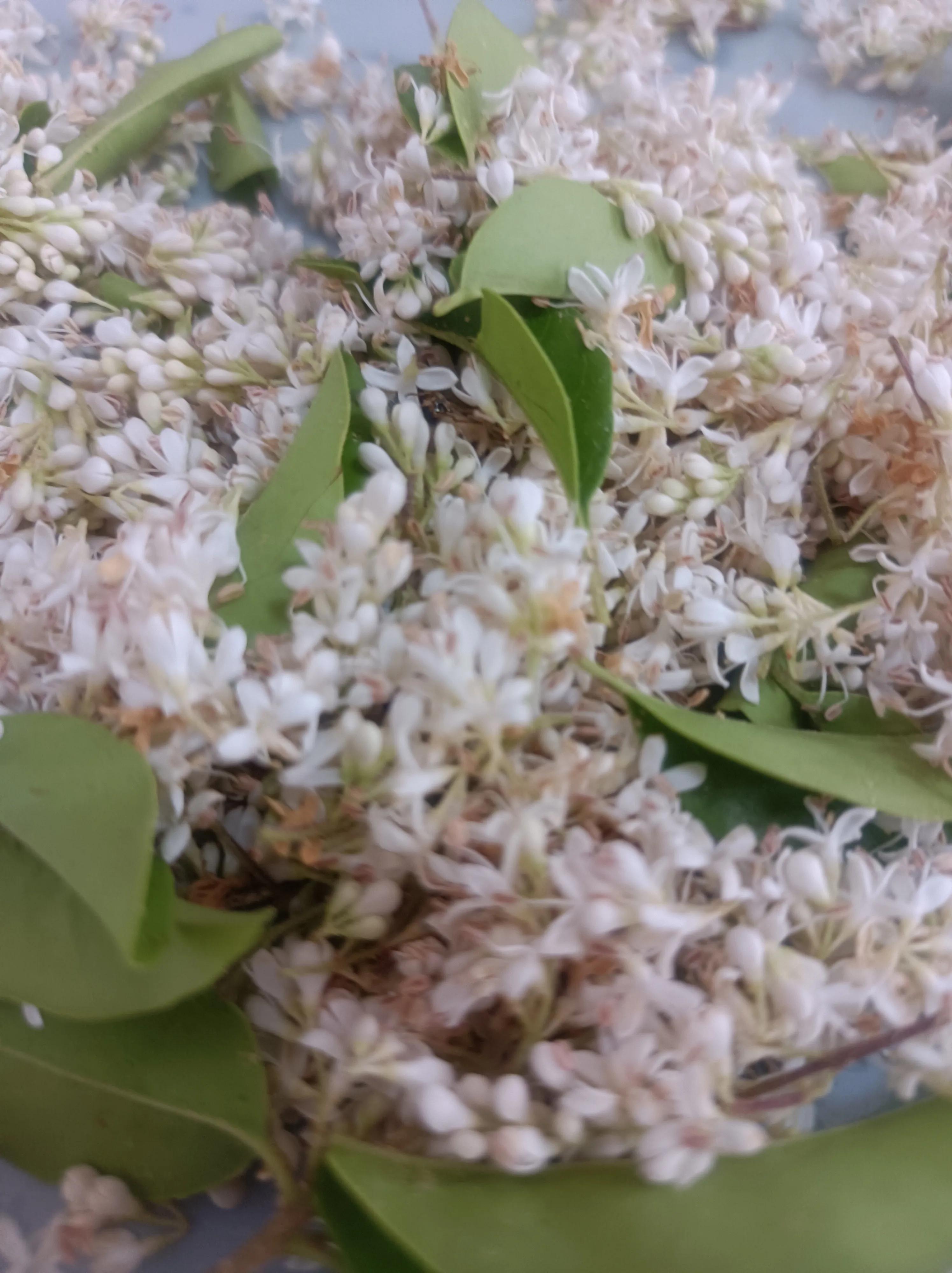 Fragrant Clove Roast - iNEWS