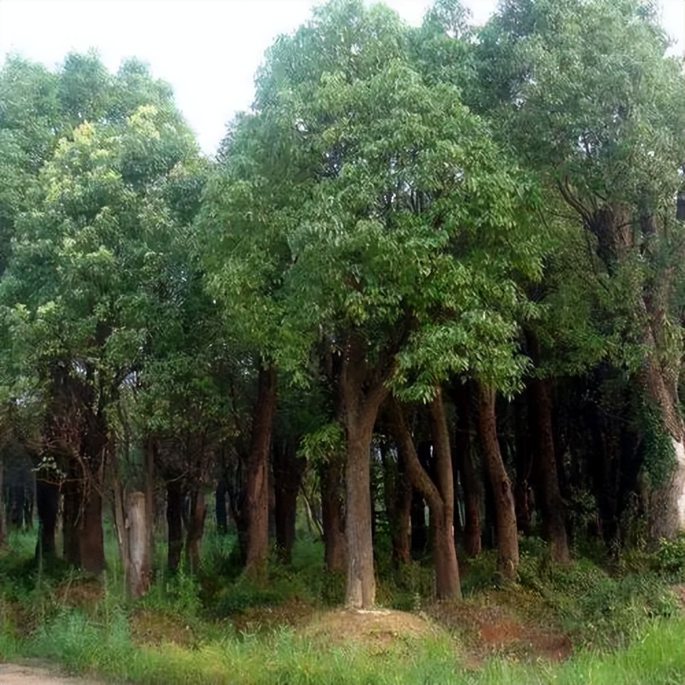 Camphor Tree The Mystery of the Magical Aroma of Plants! iNEWS