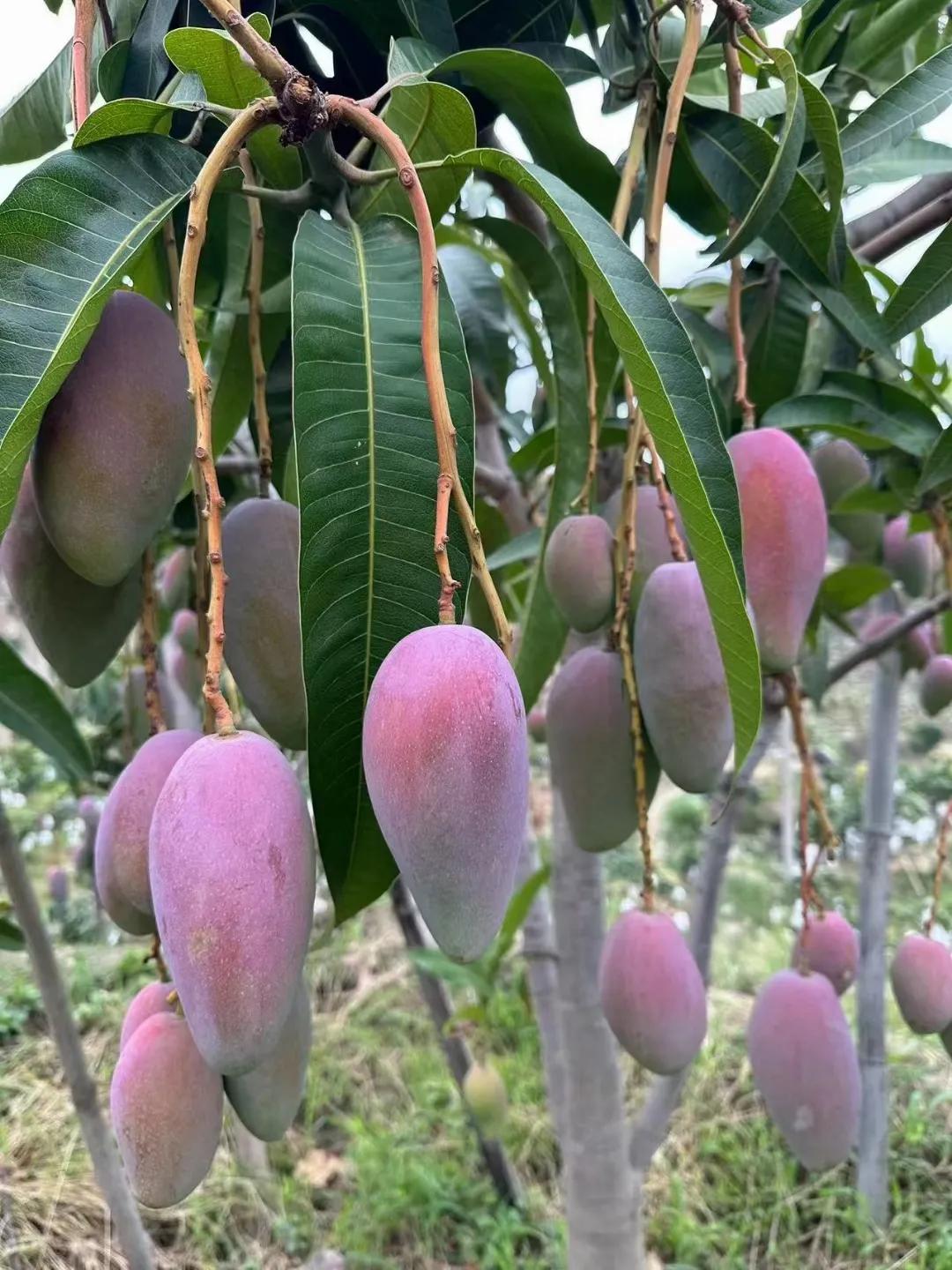 Guifei Mango and Coconut Mango are fully ripe, eat them quickly - iNEWS