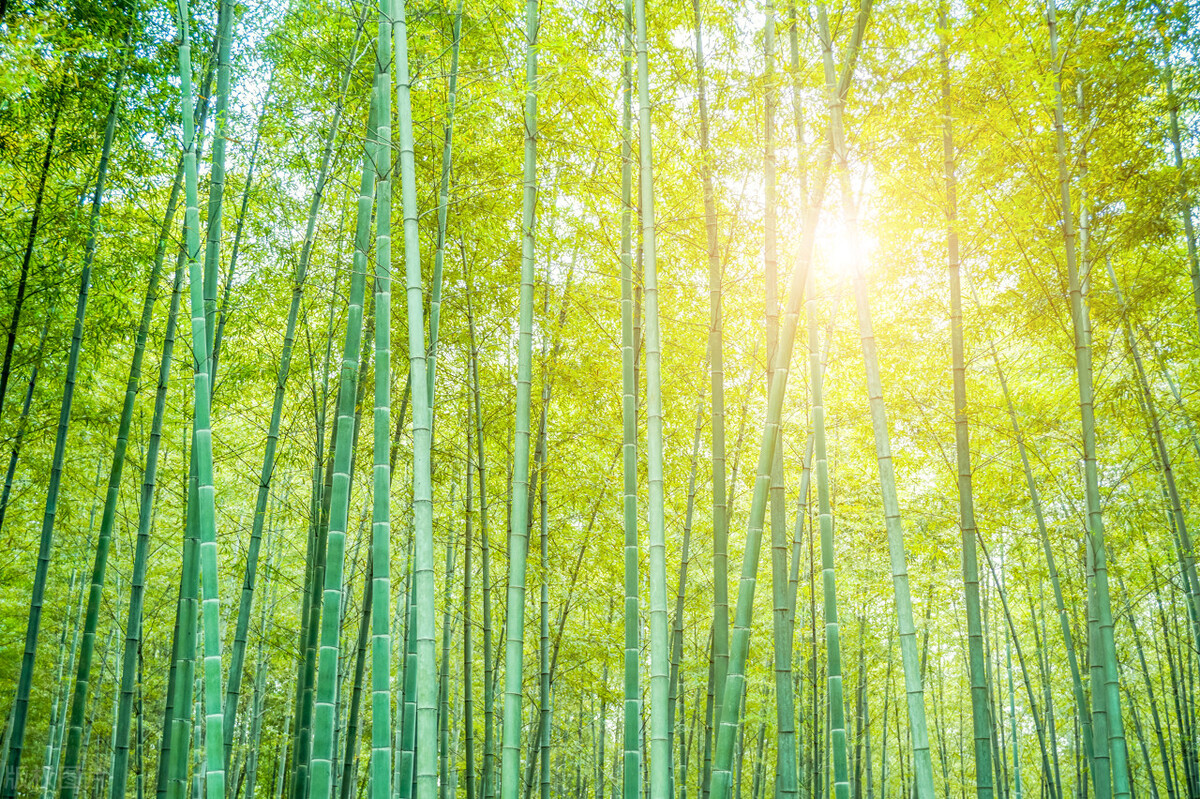 "Seven Laws" Bamboo Rhythm iNEWS