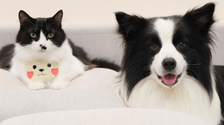 Why are border shepherds more and more popular?These are so adorable ...