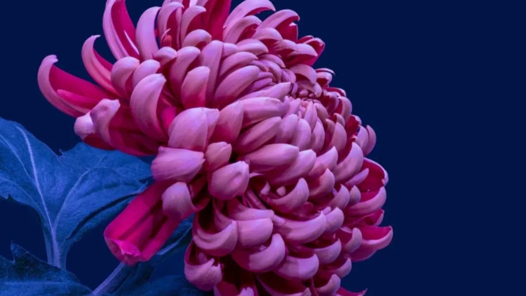 chrysanthemum iNEWS