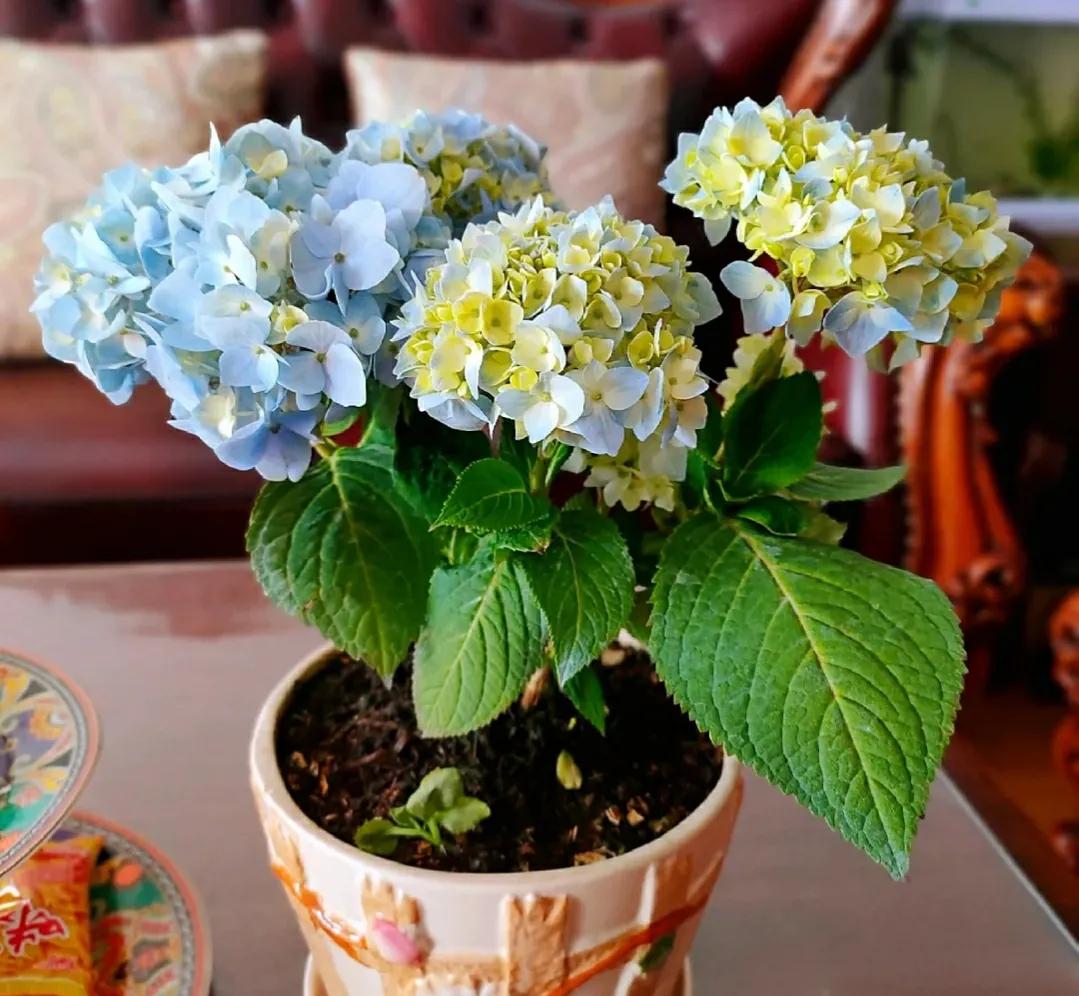 Flower lovers have been deceived, this is the way for hydrangea to