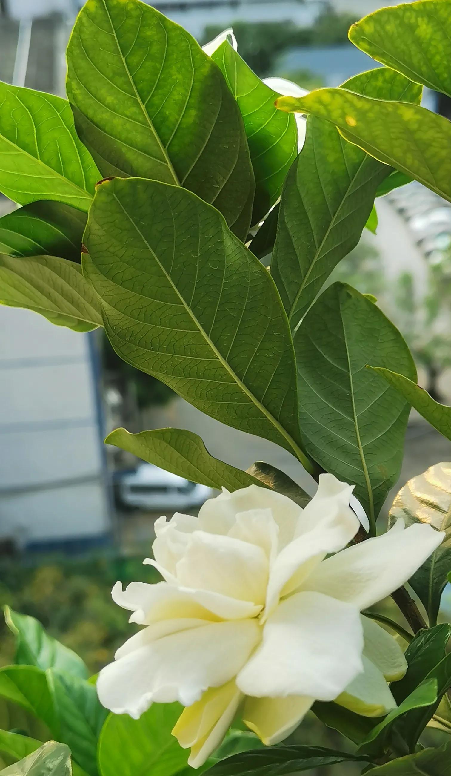 Gardenias bloom again iNEWS