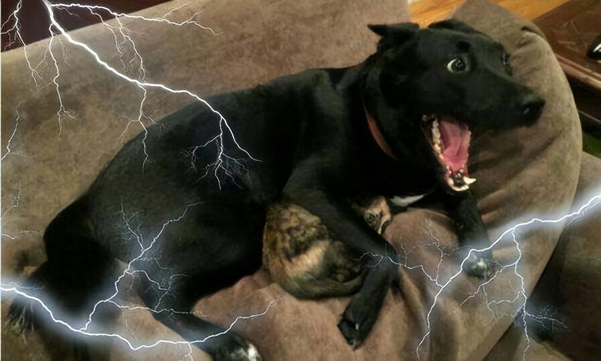 There is a reason why dogs often "shiver", don't ignore them iNEWS