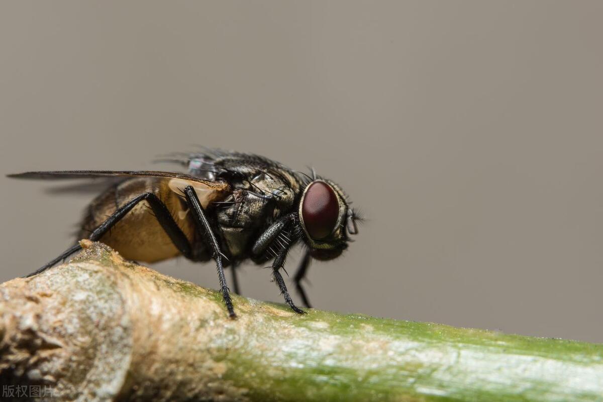 How far can flies smell? Why do flies have such a sensitive sense of