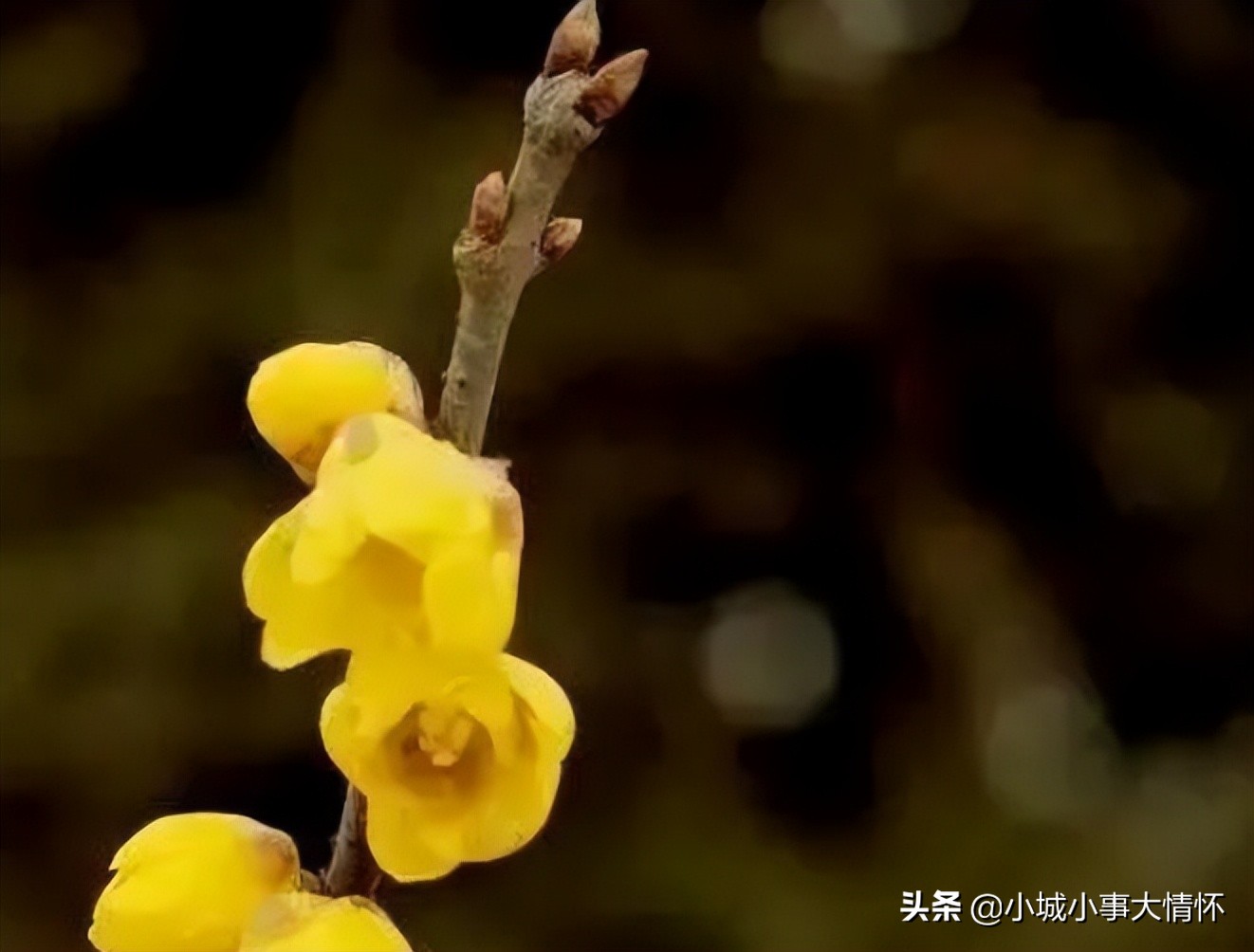 Flowering consumes nutrients.Why do some plants "flower before leaves