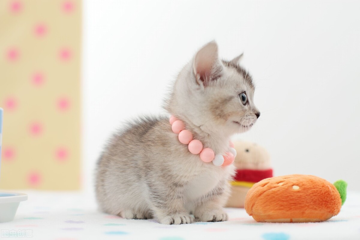 Can cat hairball disease heal on its own? iNEWS