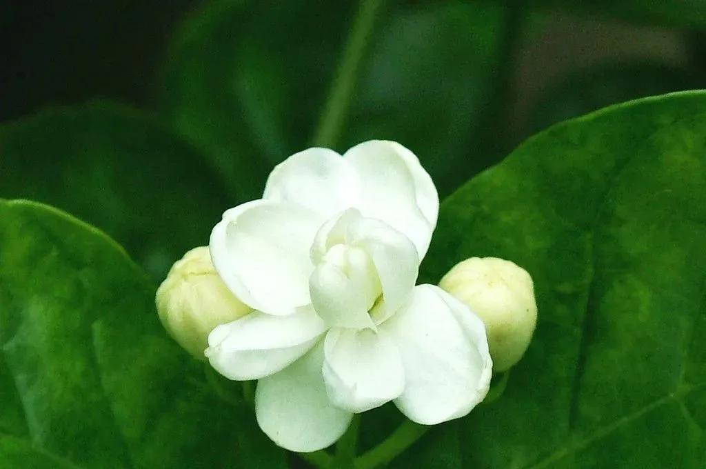what a beautiful Jasmine Flower…… iNEWS