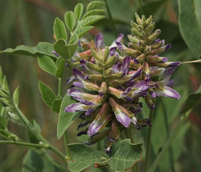 Composition and Utilization Value of Licorice iNEWS