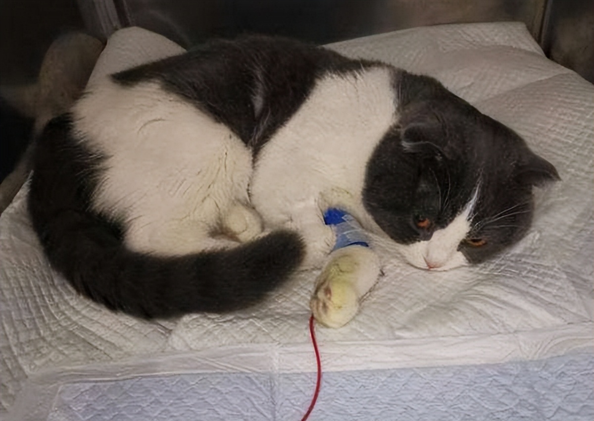 It's hard to believe that cats can actually starve themselves to death