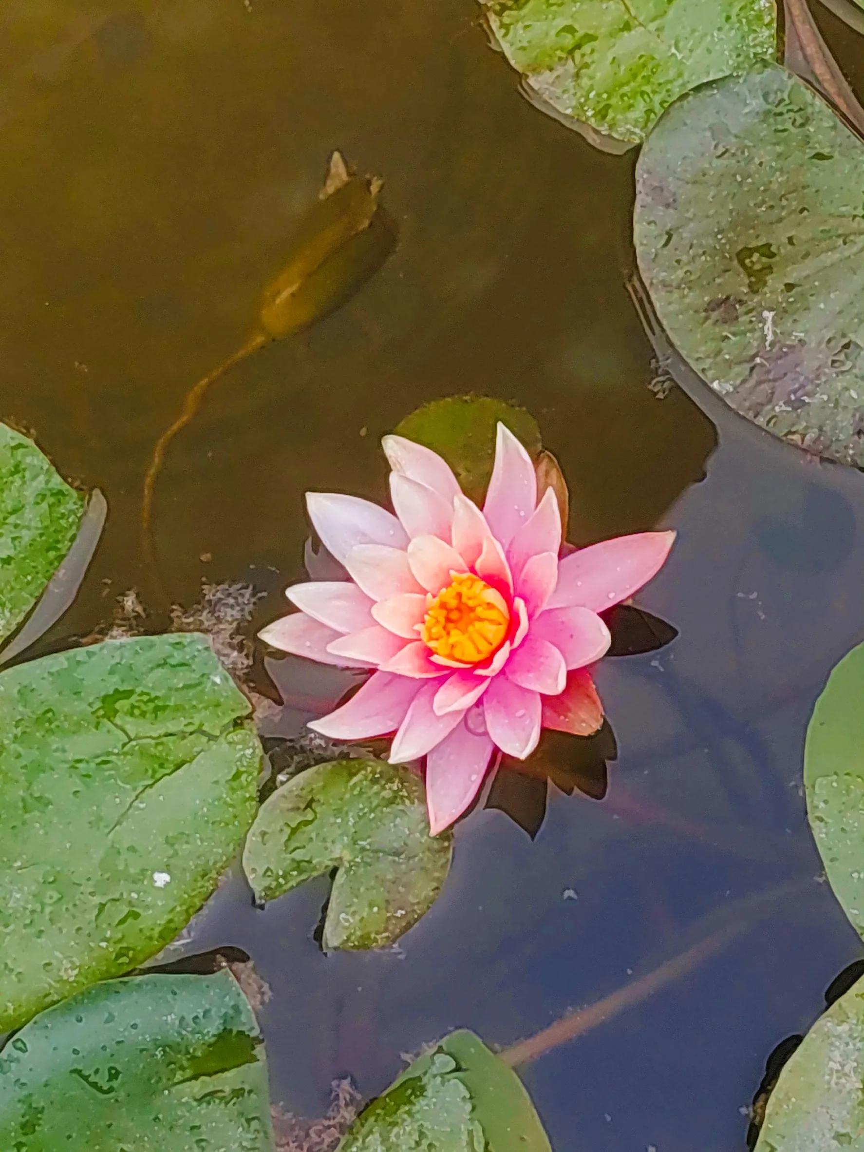 The beauty of the water lily is that it emerges from the mud but is not