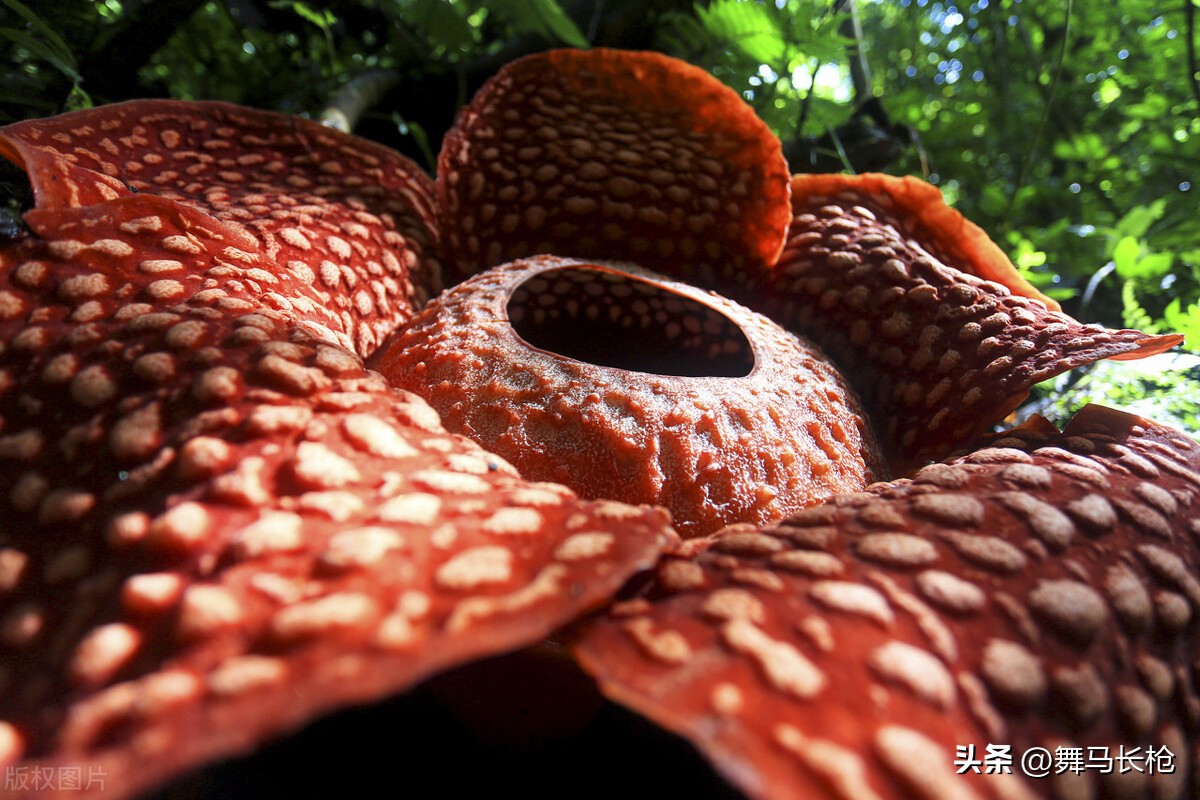 The Stinky Rafflesia: Uncovering the Science Behind Its Strange Smell ...