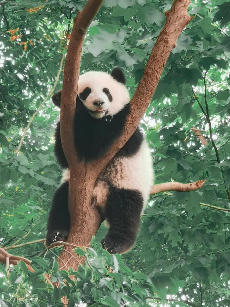 This is how wild giant pandas swim. They are free and happy, which ...