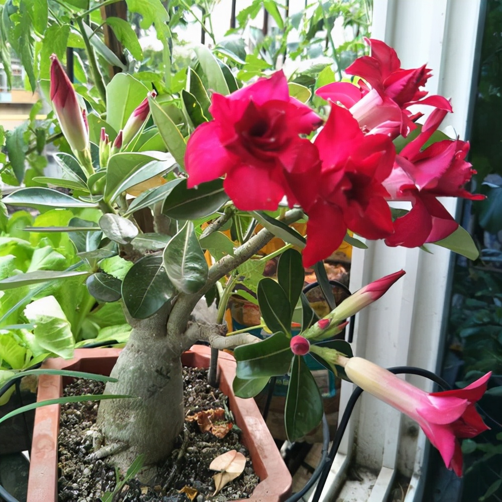 6 kinds of extravagant flowers, the most afraid of watering, a glass of