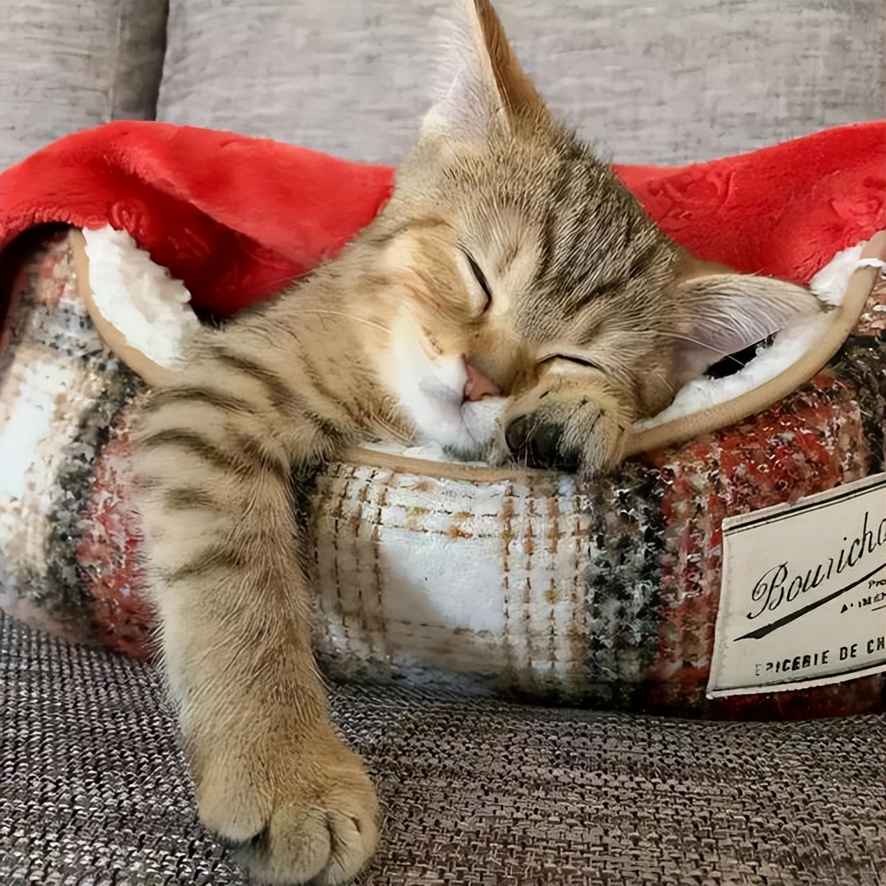 If the cat sleeps like this, it means it doesn't trust you, don't ignore it iNEWS