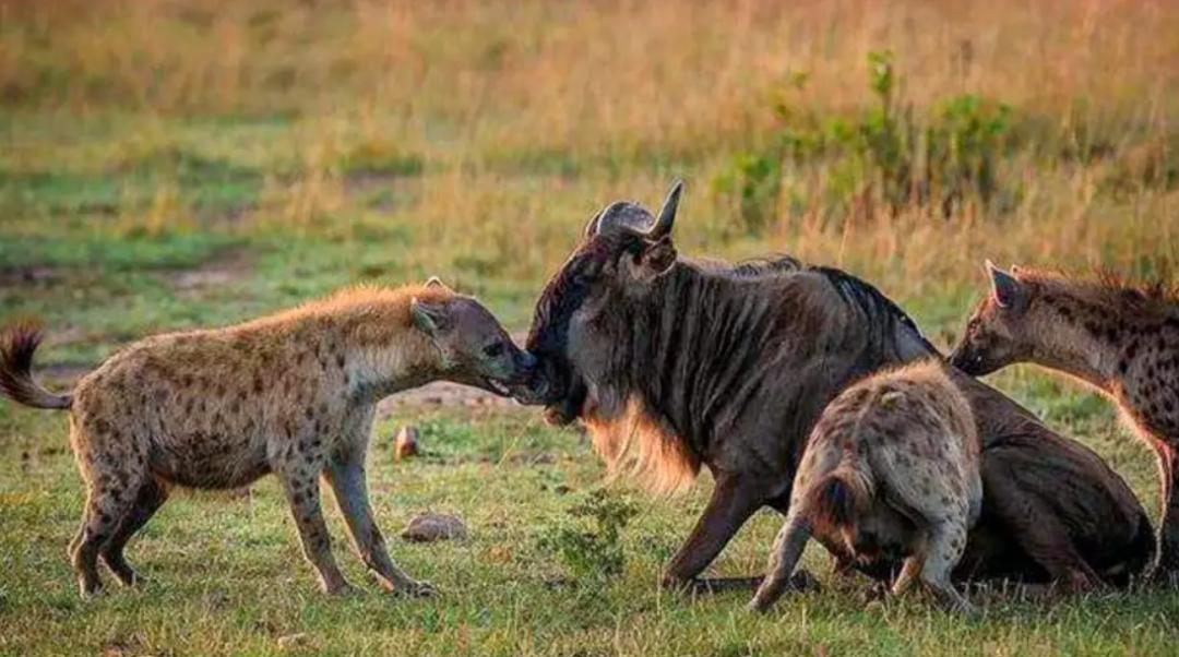 Why are spotted hyenas keen to dig their anus?Why do animals that have