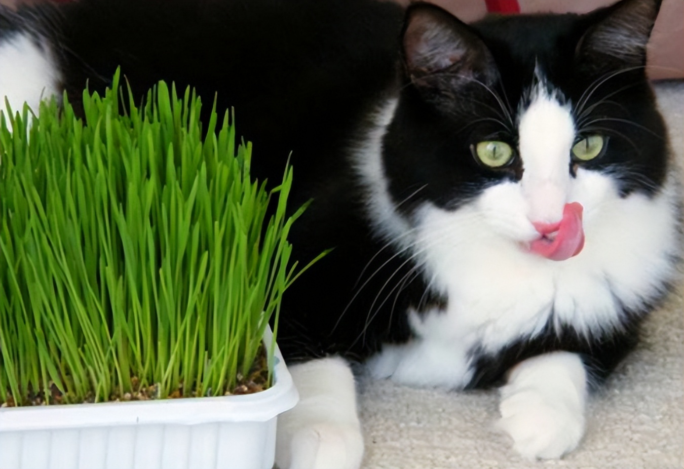 Note to cat owners How often is it normal for cats to vomit hairballs