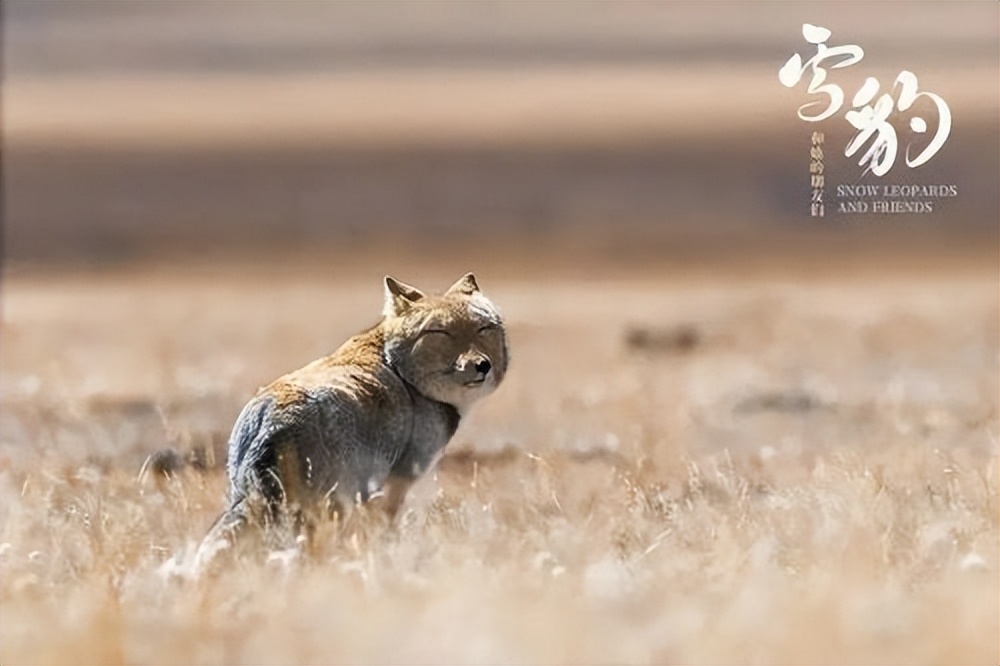 "Snow Leopard and Her Friends" Director Xi Zhinong I have buried my