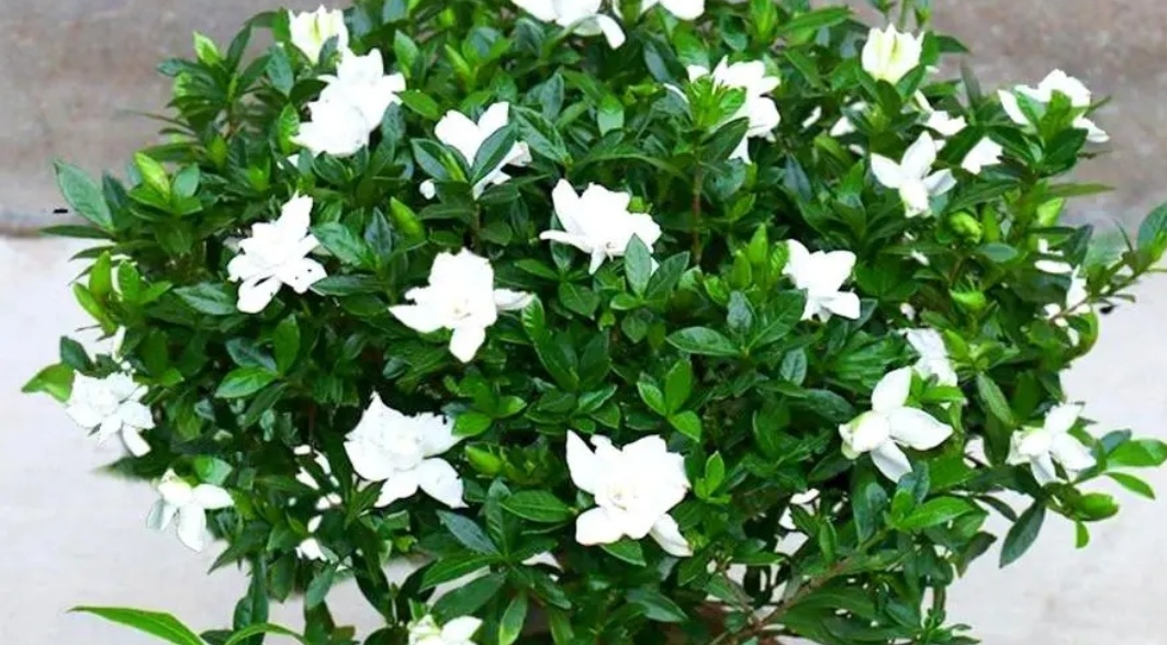 5 kinds of flowers with strong fragrance, keep a pot at home, fragrant