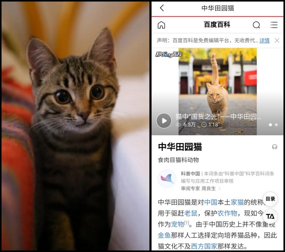 How to identify animals by scanning? Tips for identifying animals iMedia