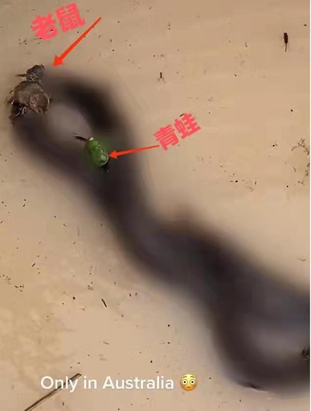 In Australia's flood disaster, netizens took a rare picture of "a nest