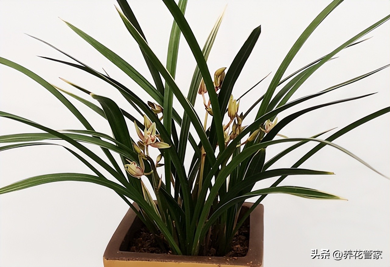 Are orchids bad?Four taboos of domestic orchid, which one do you win