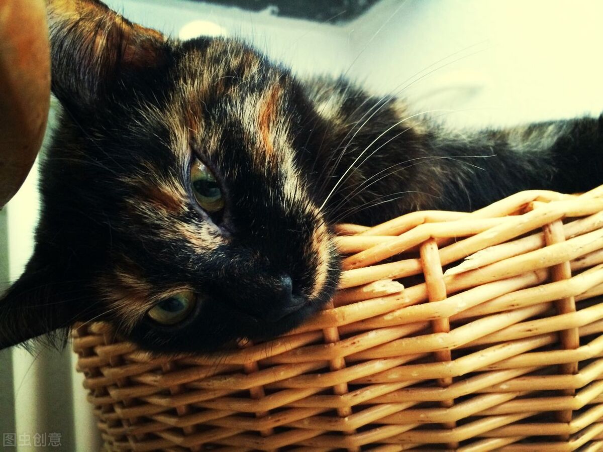 Do you know why cats like to sleep on human chests? iNEWS